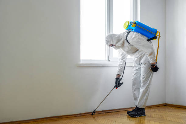 Best Affordable Pest Control Services  in Shenandoah, LA